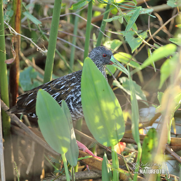 Chřástal skvrnitý (Pardirallus maculatus)