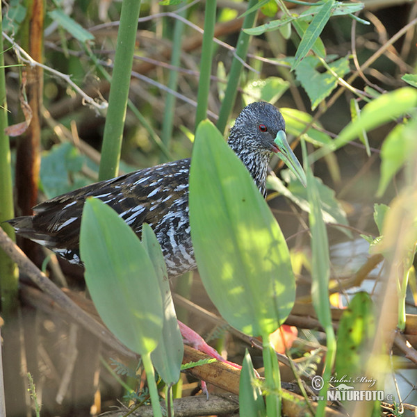 Chřástal skvrnitý (Pardirallus maculatus)