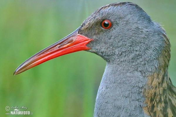 Chřástal vodní (Rallus aquaticus)