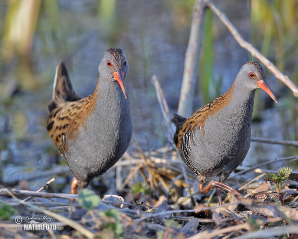 Chřástal vodní (Rallus aquaticus)