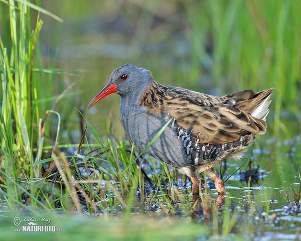 Chřástal vodní (Rallus aquaticus)