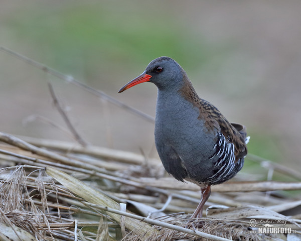 Chřástal vodní (Rallus aquaticus)