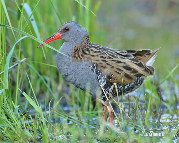 Chřástal vodní (Rallus aquaticus)