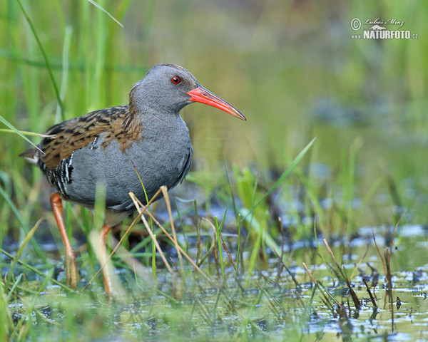 Chřástal vodní (Rallus aquaticus)