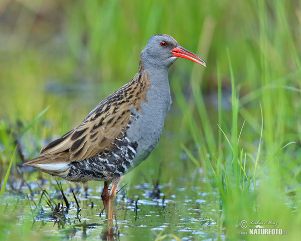 Chřástal vodní (Rallus aquaticus)