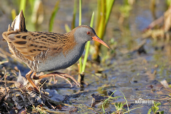 Chřástal vodní (Rallus aquaticus)