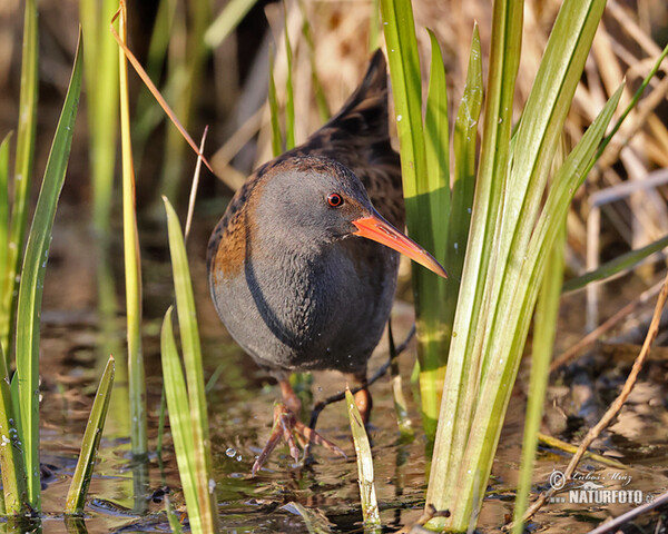 Chřástal vodní (Rallus aquaticus)