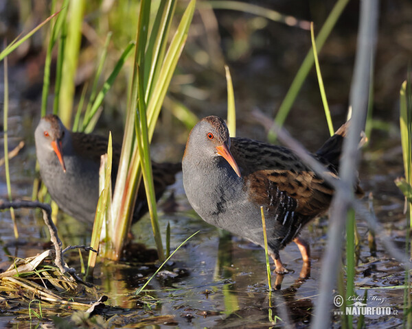 Chřástal vodní (Rallus aquaticus)