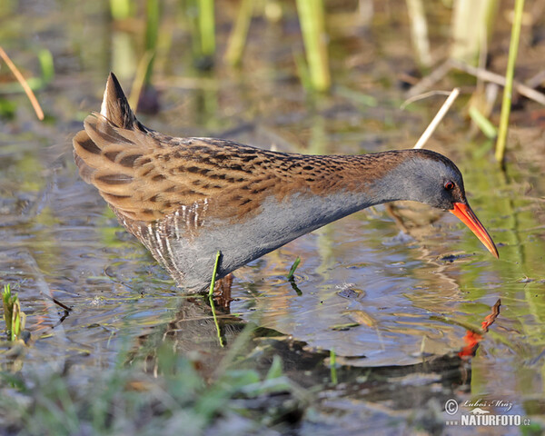 Chřástal vodní (Rallus aquaticus)