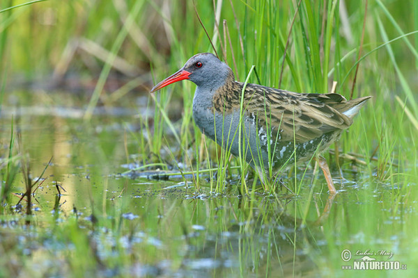 Chřástal vodní (Rallus aquaticus)