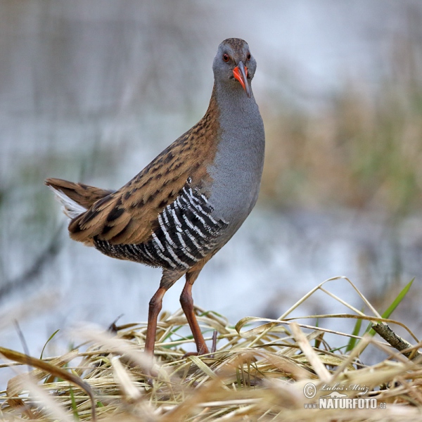 Chřástal vodní (Rallus aquaticus)