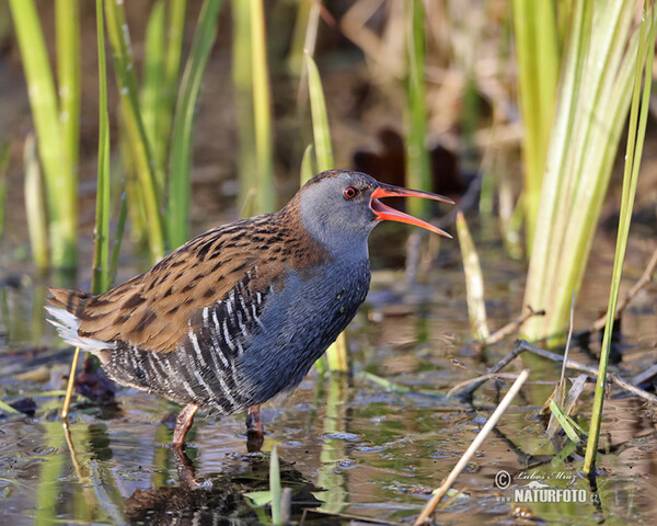 Chřástal vodní (Rallus aquaticus)