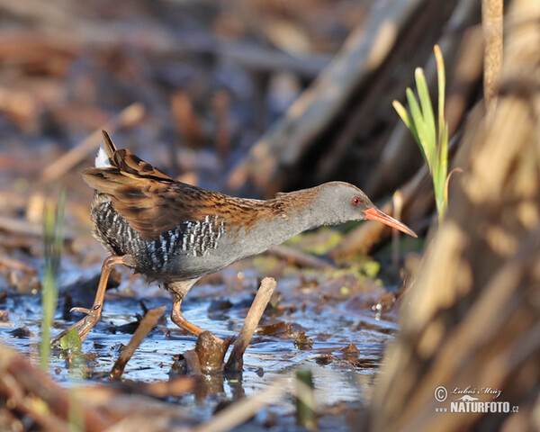 Chřástal vodní (Rallus aquaticus)