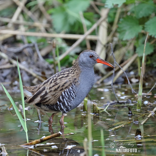 Chřástal vodní (Rallus aquaticus)