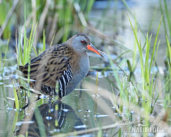 Chřástal vodní (Rallus aquaticus)