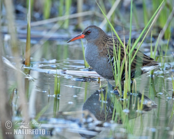 Chřástal vodní (Rallus aquaticus)