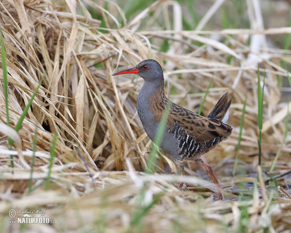 Chřástal vodní (Rallus aquaticus)