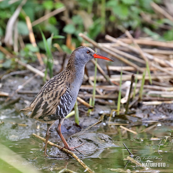 Chřástal vodní (Rallus aquaticus)