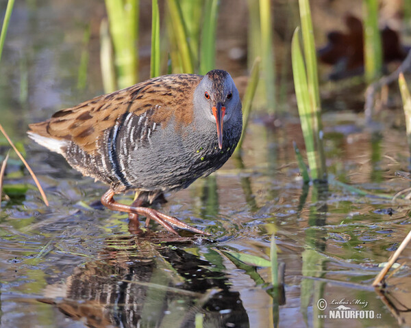 Chřástal vodní (Rallus aquaticus)