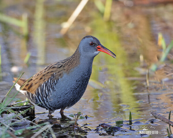 Chřástal vodní (Rallus aquaticus)