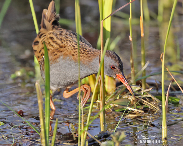 Chřástal vodní (Rallus aquaticus)