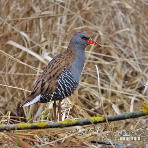 Chřástal vodní (Rallus aquaticus)