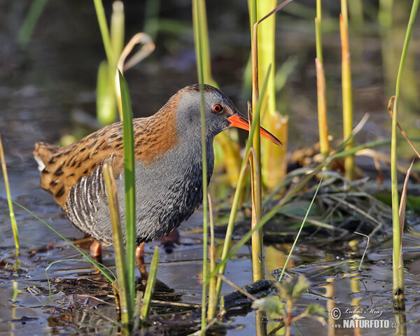 Chřástal vodní (Rallus aquaticus)