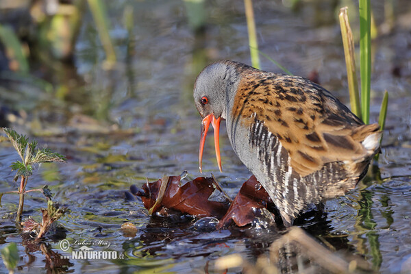 Chřástal vodní (Rallus aquaticus)