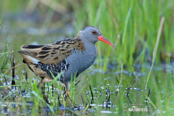 Chřástal vodní (Rallus aquaticus)