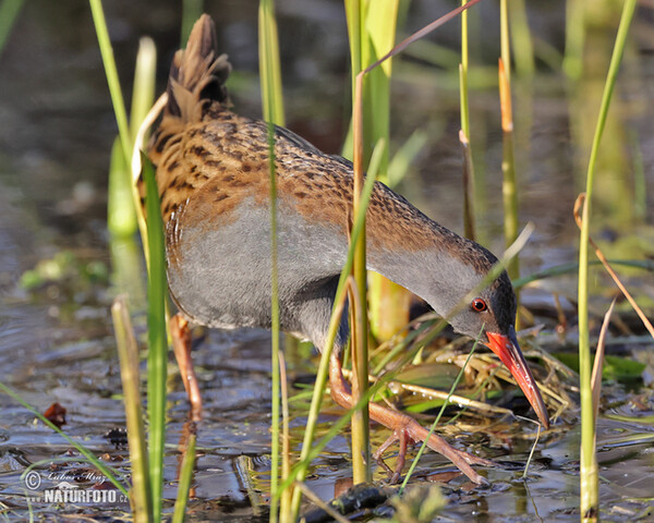 Chřástal vodní (Rallus aquaticus)