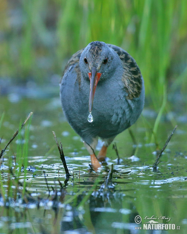 Chřástal vodní (Rallus aquaticus)