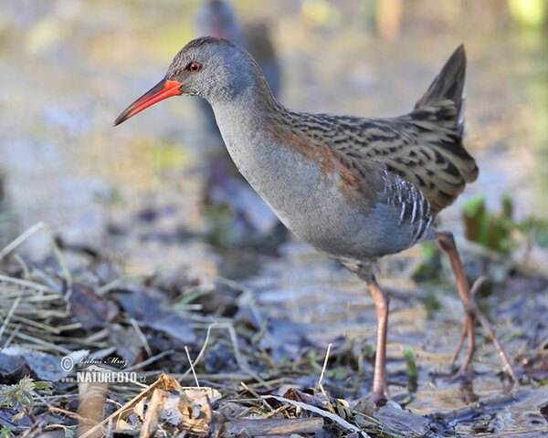 Chřástal vodní (Rallus aquaticus)