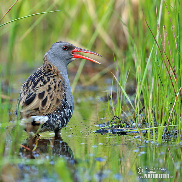 Chřástal vodní (Rallus aquaticus)