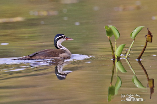 Chřástalec malý (Heliornis fulica)