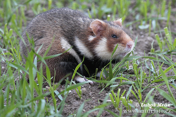 Chrček roĺný poĺný (Cricetus cricetus)