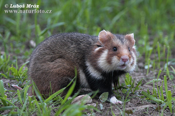 Chrček roĺný poĺný (Cricetus cricetus)