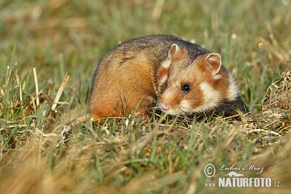 Chrček roĺný poĺný (Cricetus cricetus)