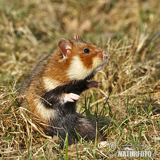 Chrček roĺný poĺný (Cricetus cricetus)