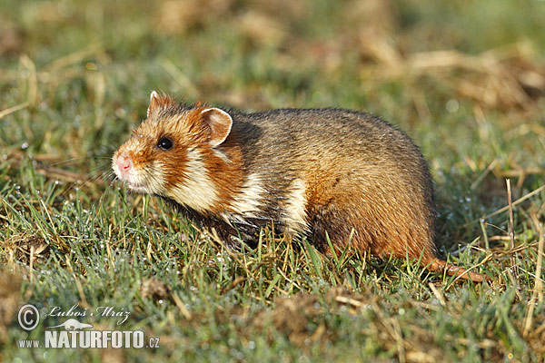 Chrček roĺný poĺný (Cricetus cricetus)