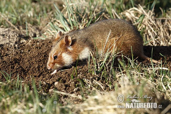 Chrček roĺný poĺný (Cricetus cricetus)