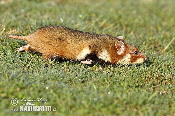 Chrček roĺný poĺný (Cricetus cricetus)