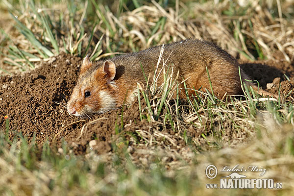 Chrček roĺný poĺný (Cricetus cricetus)