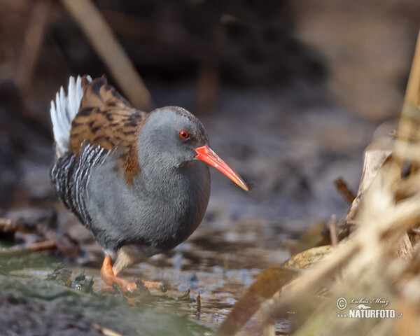 Chriašteľ vodný (Rallus aquaticus)