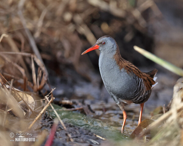 Chriašteľ vodný (Rallus aquaticus)