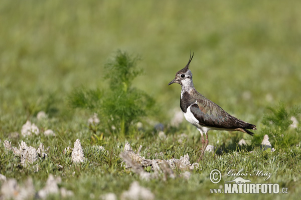 Cíbik chochlatý (Vanellus vanellus)