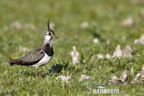 Cíbik chochlatý (Vanellus vanellus)