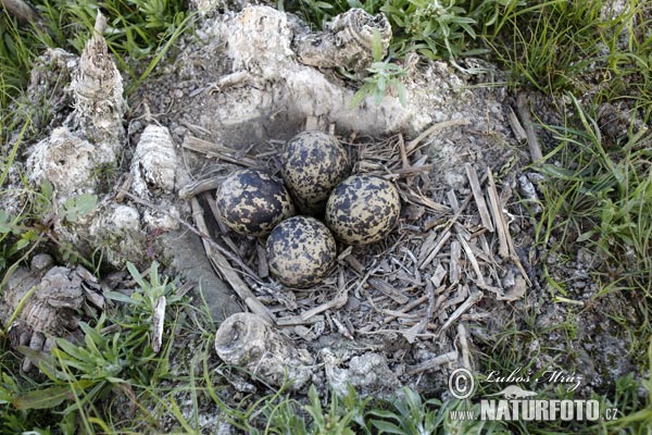 Cíbik chochlatý (Vanellus vanellus)