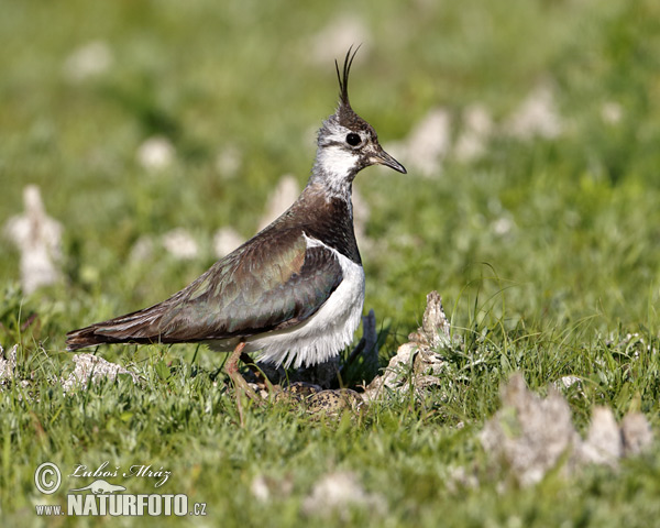 Cíbik chochlatý (Vanellus vanellus)