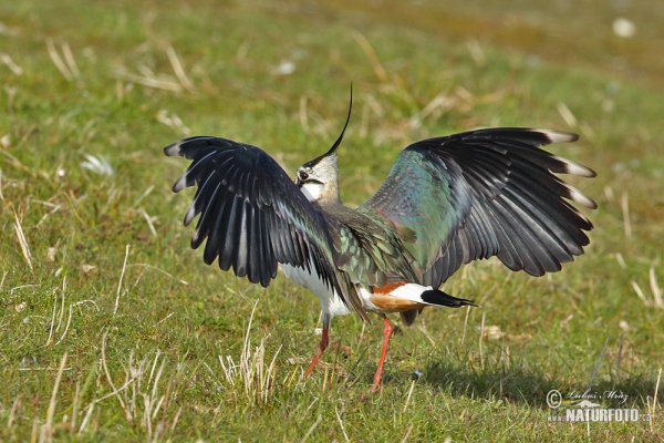 Cíbik chochlatý (Vanellus vanellus)