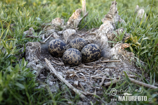 Cíbik chochlatý (Vanellus vanellus)